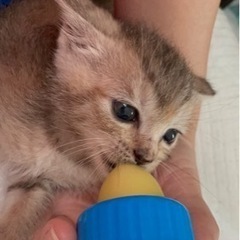 子猫の里親さん急募 - 里親募集