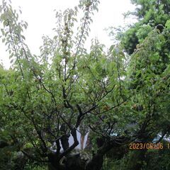 梅の実