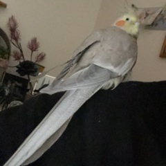シナモンカラーオカメインコ♀