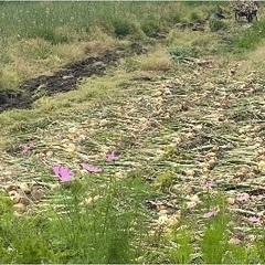 黄色玉葱収穫。2キロからお譲りします。赤玉ねぎはおまけの画像