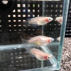 めだか　紅ほっぺ稚魚①