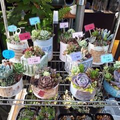 【メダカ】🆕11月更新🆙めだか色々！　多肉植物も！　無人販売の画像