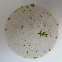 レッドラムズホーン　ミニサイズ