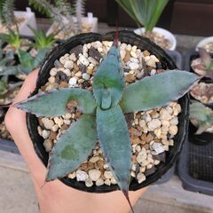 【耐寒性あり】アガベ・屈原の舞扇②の画像