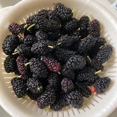 【募集中】無農薬　桑の実　大実　マルベリー 果物