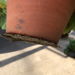 ワイルドストロベリー①の画像