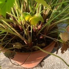 ワイルドストロベリー①の画像