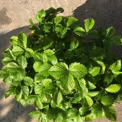 ワイルドストロベリー①の画像