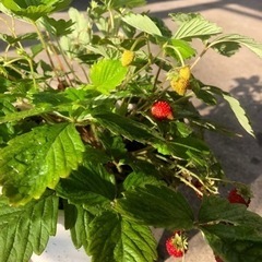ワイルドストロベリー②の画像