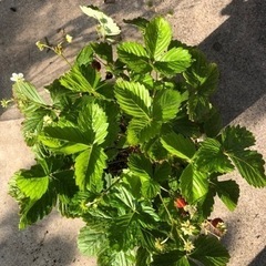 ワイルドストロベリー②の画像