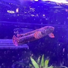 【熱帯魚】レインボースネークヘッド　美個体の画像