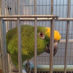 キビタイボウシインコお話中