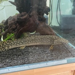 受付終了　ポリプテルス  オルナティピンニス　約30cm