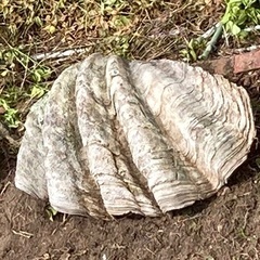 【交渉中】大シャコ貝　巨大　幅80cm
