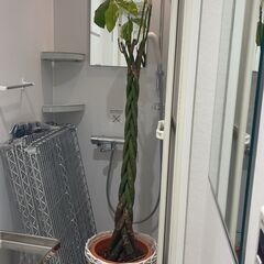 大型観葉植物（パキラ）お譲りします※直接取りに来て頂ける方のみ