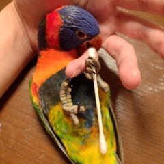 ゴシキセイガイインコお話中