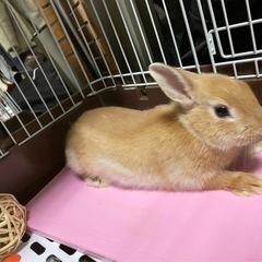 うさぎネバーランドドワーフ