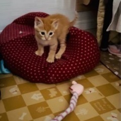 2ヶ月くらいの男の子🐈
