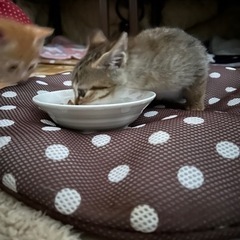 2ヶ月くらいのメス猫