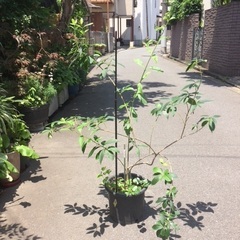 レンギョウ 鉢付き