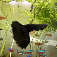 熱帯魚恵庭国産フルブラックグッピーロングテール(雌雄) 2ペア1...