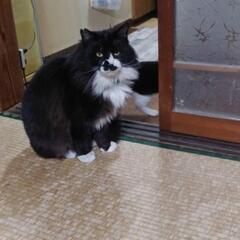 飼い主さんの都合により
