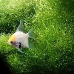 ★水草タイムセ~ル♪の画像