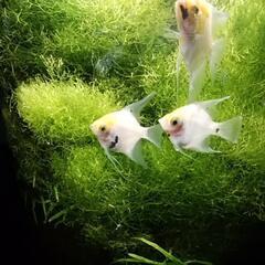 水草3種★グッピー稚魚10匹の画像
