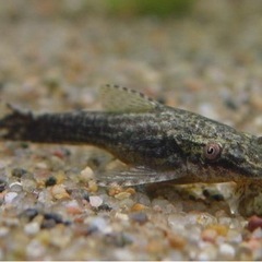 熱帯魚恵庭オトシンネグロ　1匹500円