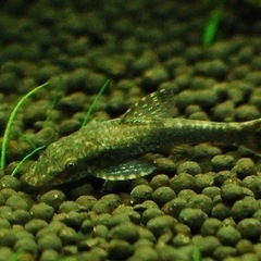 熱帯魚恵庭オトシンネグロ　1匹500円の画像