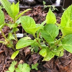 ガクアジサイ　3苗木の画像