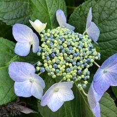 ガクアジサイ　3苗木