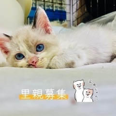 ありがとうございました！【里親募集】癒しグレージュとオッドアイの...