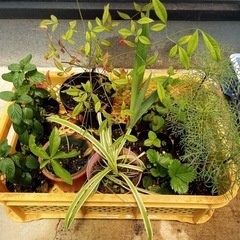 2023 花  植物 No2