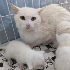 頑張って三匹の子猫を育ててます