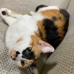 この子を探しています