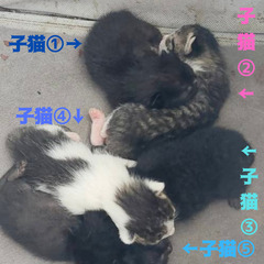 生後一週間の子猫5匹　家族の一員として迎えてくれる方募集　