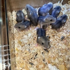 はむちゃん