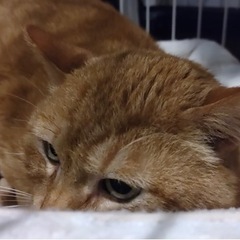 寂しがり屋の甘えん坊、チャトラの「リア」くん🥰 − 福岡県