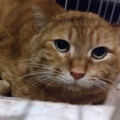 寂しがり屋の甘えん坊、チャトラの「リア」くん🥰