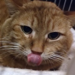 寂しがり屋の甘えん坊、チャトラの「リア」くん🥰 - 里親募集