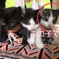 野良猫の赤ちゃんです。行き場がありません