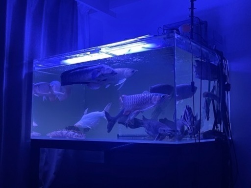 1200×900×600アクリル上部水槽セット