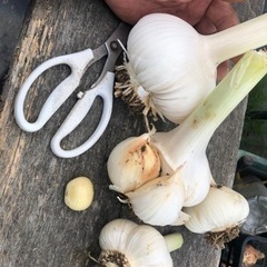 ニンニクの種？ イチゴのコンパニオンプランツに。の画像