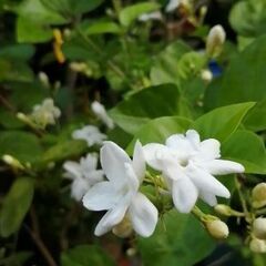 ピカケ（茉莉花・ジャスミン）鉢植え。