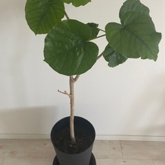 【予約済】観葉植物 ウンベラータ プラスチック鉢の画像