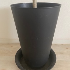 【予約済】観葉植物 ウンベラータ プラスチック鉢の画像