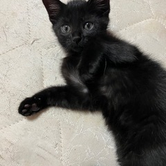 可愛い子猫