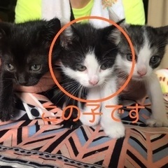 野良猫の赤ちゃんです。行き場がない兄弟