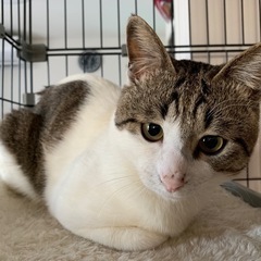 ハート柄の雄の保護猫